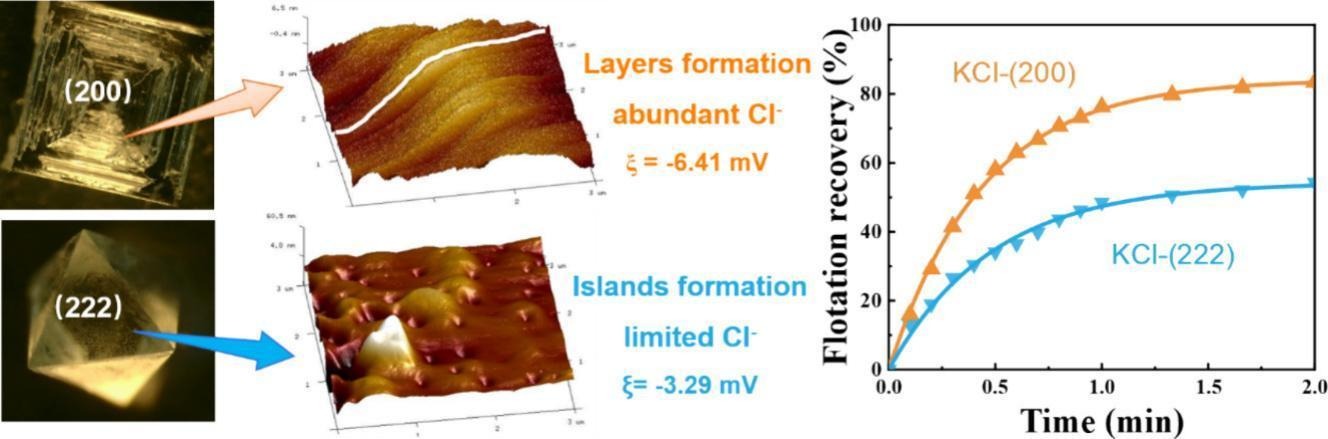 Graphical abstract for Novel insights into sylvite flotation modulated by exposing facets