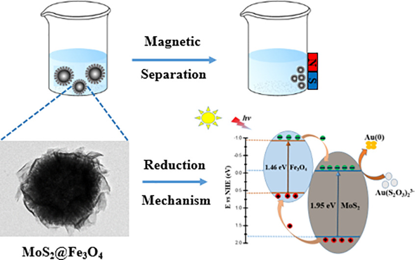 Graphical abstract for In-situ reduction of Au(S2O3)23− for efficient recovery of gold with magnetically separable shell-core structured MoS2@Fe3O4 composite